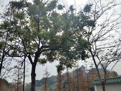 -王借岗森林公园