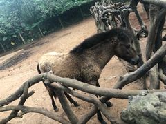 -海南热带野生动植物园