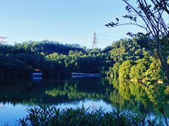 -深圳仙湖植物园
