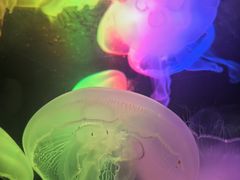 -太平洋海底世界