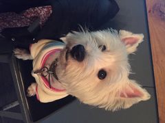 百好乐比萨-百好乐宠物友好餐厅(朝外大街店)