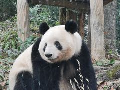 -中国大熊猫保护研究中心雅安碧峰峡基地