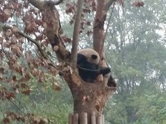 -成都大熊猫繁育研究基地