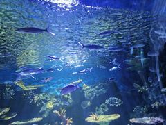 -华夏文旅海洋公园