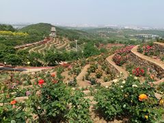 -密云玫瑰情园