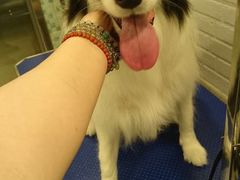 -PETKIT小佩宠物(古北店)