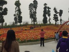 -秀丽东方