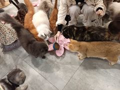 -楼上猫咖(罗湖店)