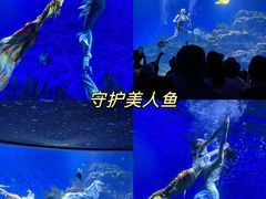 -海合安武汉极地海洋公园