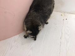 -浣熊柯尔鸭土拨鼠·电玩咖