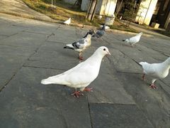-杏花村文化旅游区