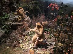 -陕西自然博物馆