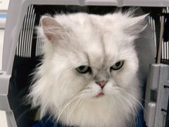 -纳吉亚猫专科动物诊疗中心(蒋宅口分院)