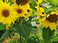 -前小桔亲子创意农场·草莓采摘·露营烧烤