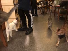 -猫色咖啡·猫咖