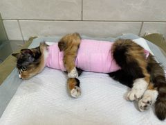 -瑞派天宁宠物医院·猫科·异宠中心
