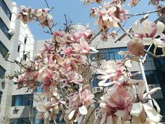 -中国石油大学（华东）（青岛校区）讲堂群