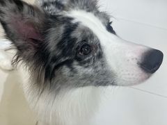 -有喵·猫咖·狗咖·40+猫狗有小奶狗(岗厦店)