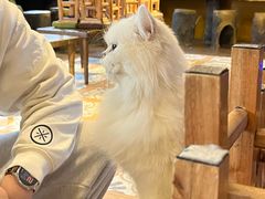 -猫猫幼稚园·撸猫·桌游·电玩