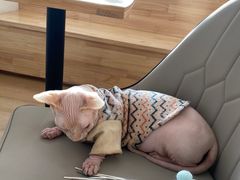 -猫腻·猫咖·撸猫馆(星光大道店)