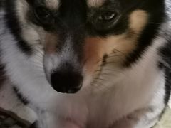-猫色咖啡·猫咖