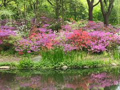 -上海共青森林公园