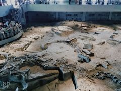 -自贡恐龙博物馆