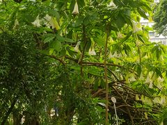 -成都市活水公园