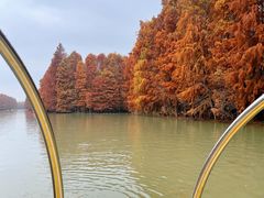 -上海海湾国家森林公园