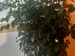 -泰古龙抓龙筋·spa按摩(浦东店)