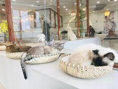 -共舞时光猫咖·狗咖(新街口店)