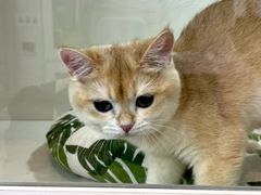 -青奢宠物·青奢猫舍