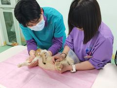 -北京观赏动物医院·24小时大型综合·猫专科·异宠专科