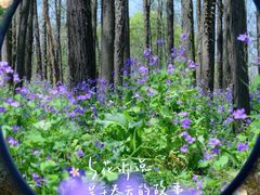 -上海共青森林公园