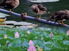 -颐和园
