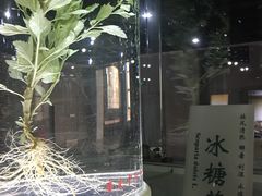 -广东中医药博物馆