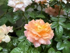-Beans Solo豆号咖啡(百家湖花园店)