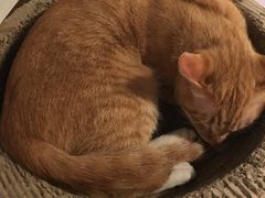 -Cappucimeow猫咪咖啡馆(韦伯时代店)