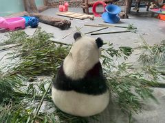 -青藏高原野生动物园