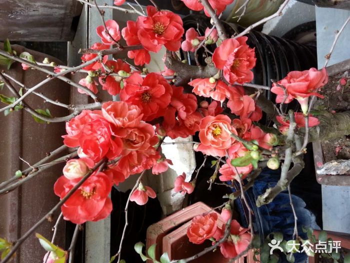 三林花鸟市场图片