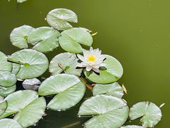 -石家庄市植物园