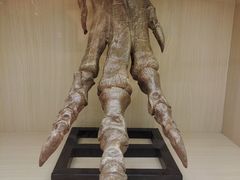 -正佳自然科学博物馆