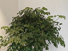 -狮古丰·创意菜·茶馆