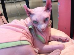 -藏猫猫咖啡主题馆(中央大道店)