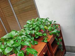 -良木缘咖啡西餐(太古里店)