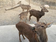 -北京野生动物园