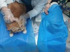 -纳吉亚猫专科动物诊疗中心(蒋宅口分院)