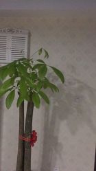 -悦妍韩式半永久纹眉纹绣