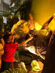 -恐龙探索乐园(磁器口店)