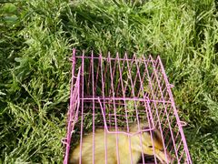 -前小桔亲子创意农场·草莓采摘·露营烧烤